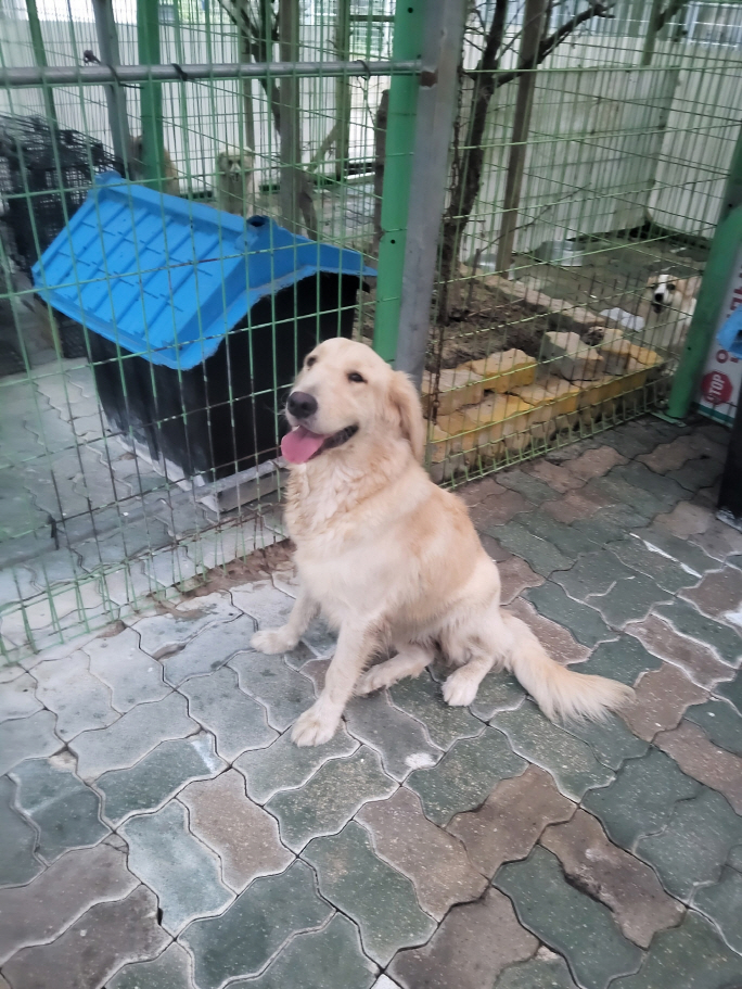 속초시유기동물보호소_442423202400393